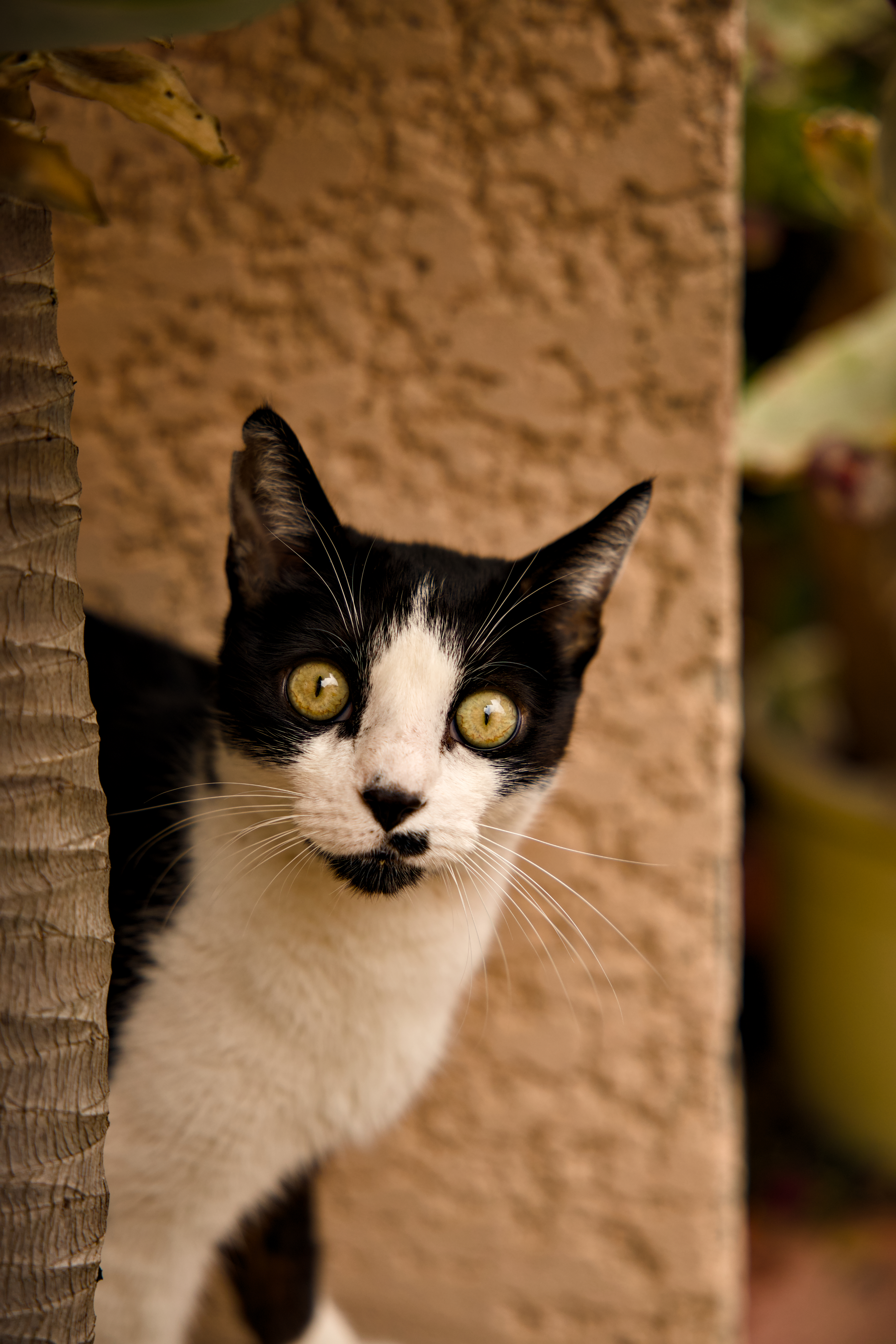 Portrait animal 2