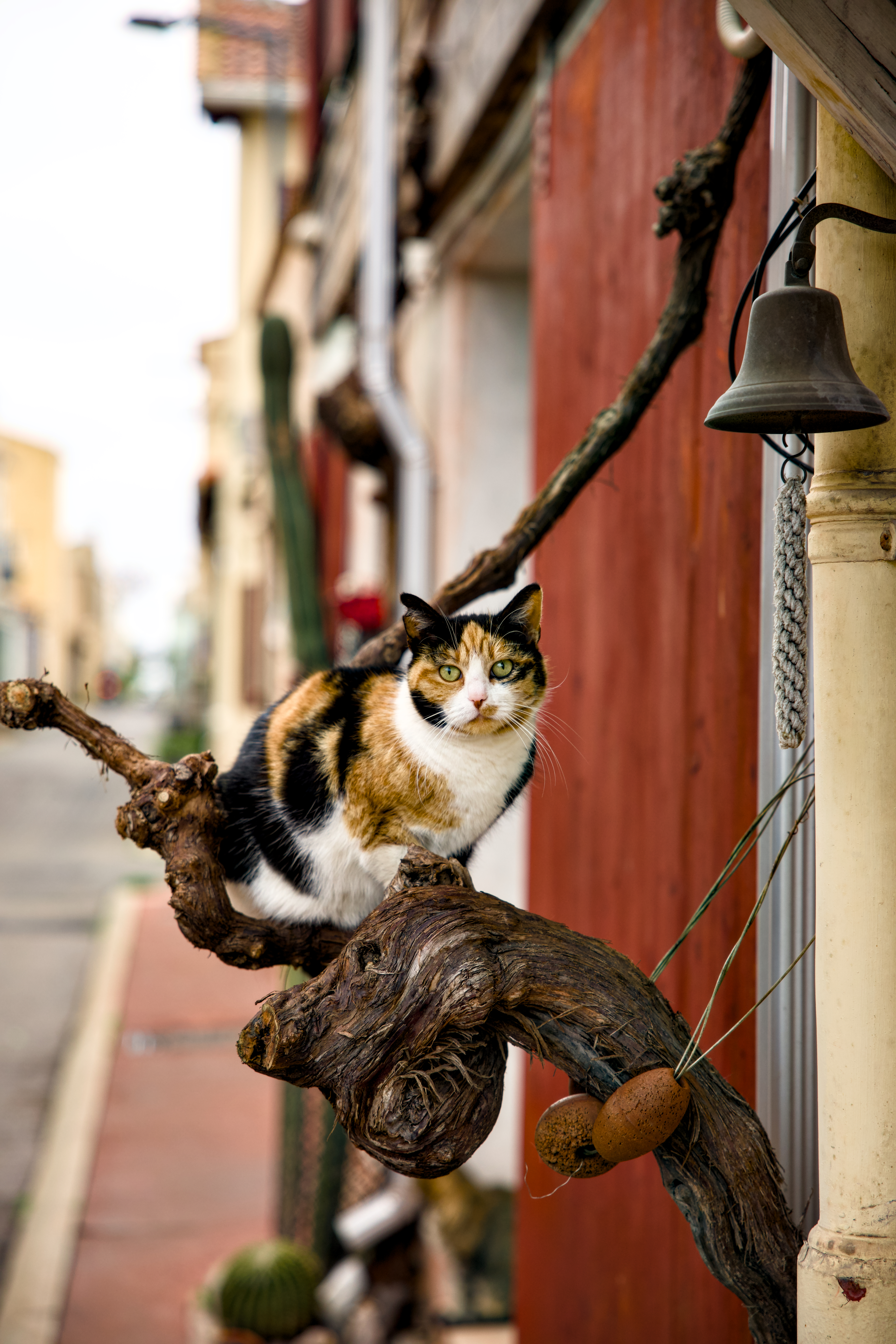 Portrait animal 1