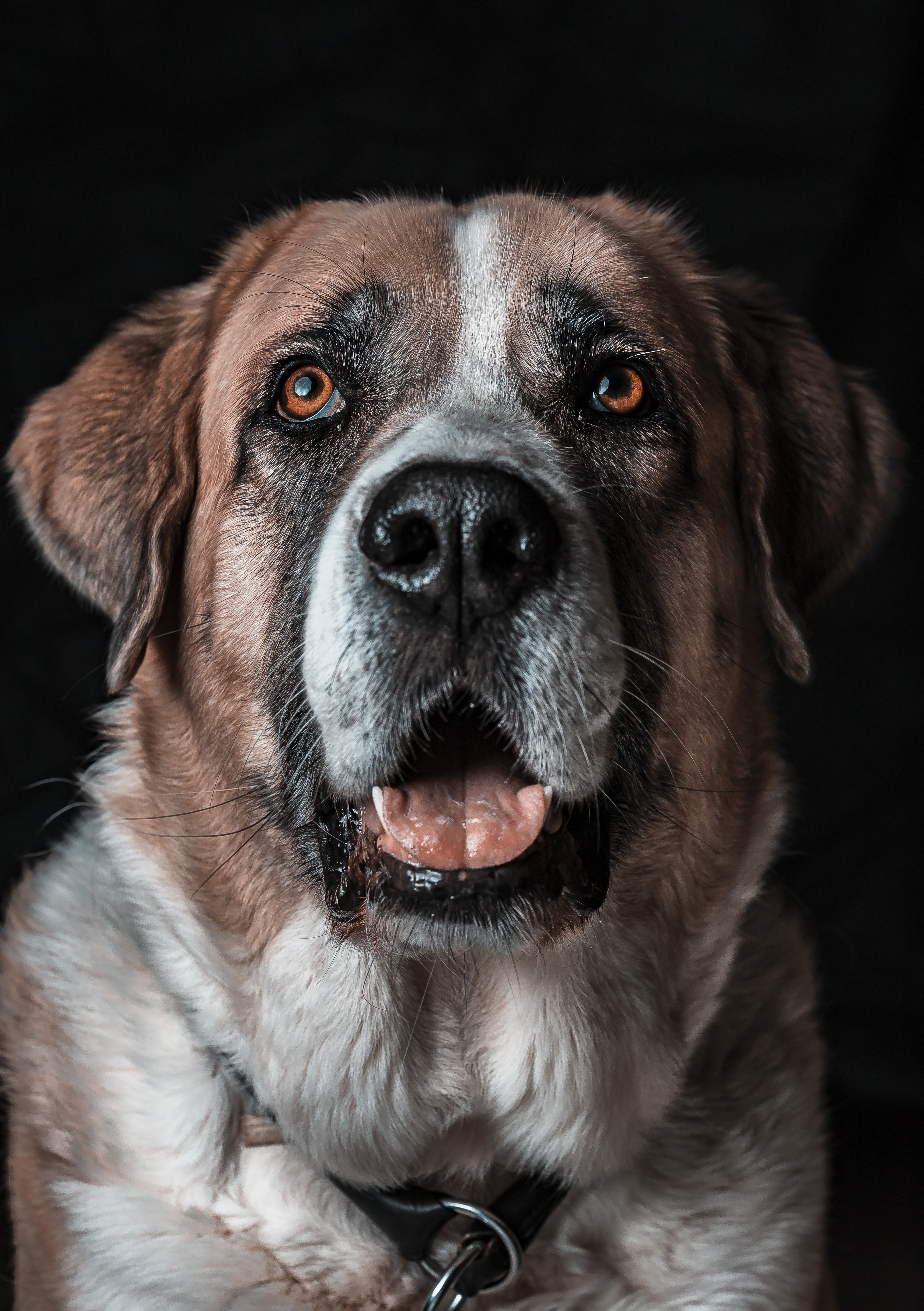 Portrait animal 1