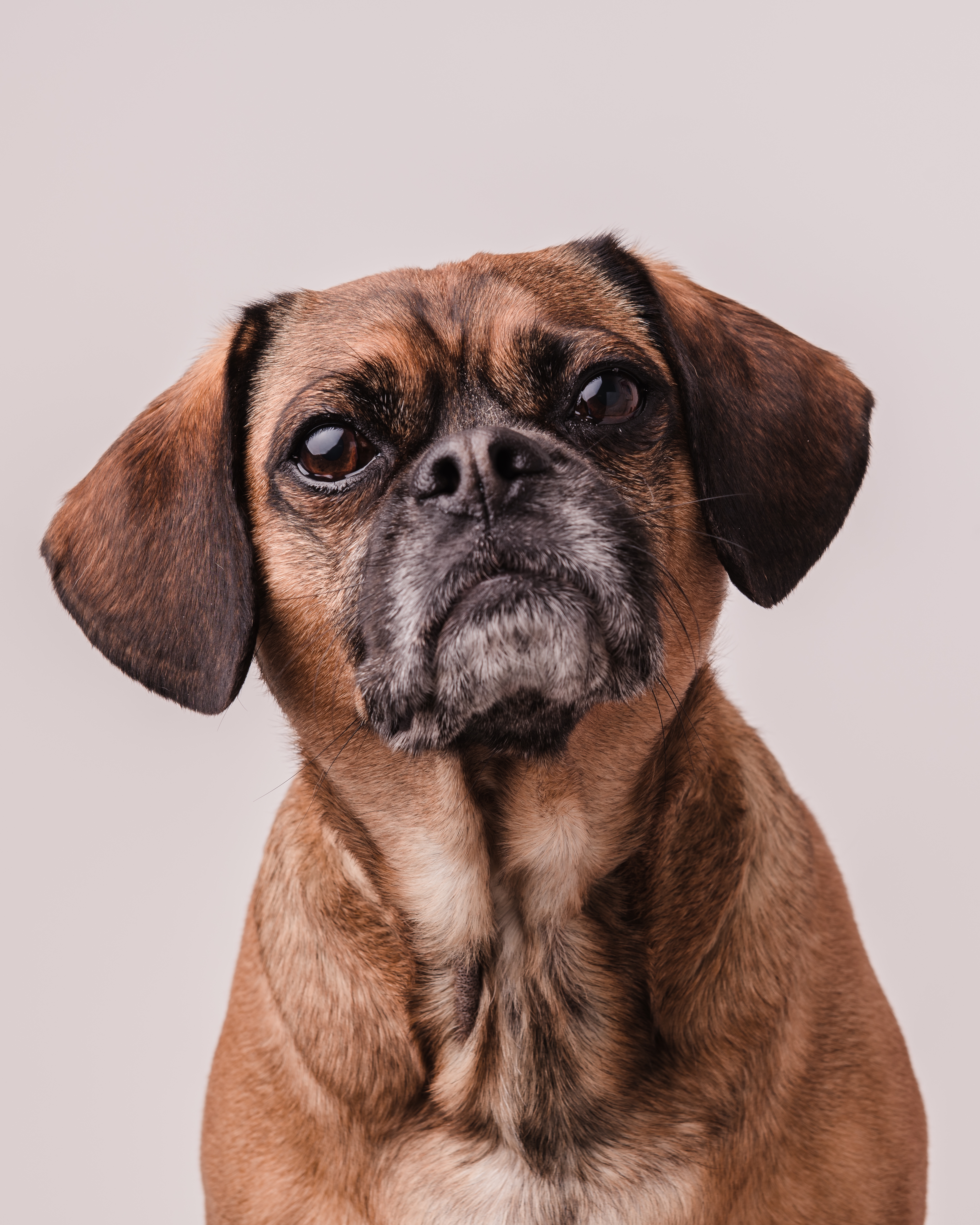 Portrait animal 2